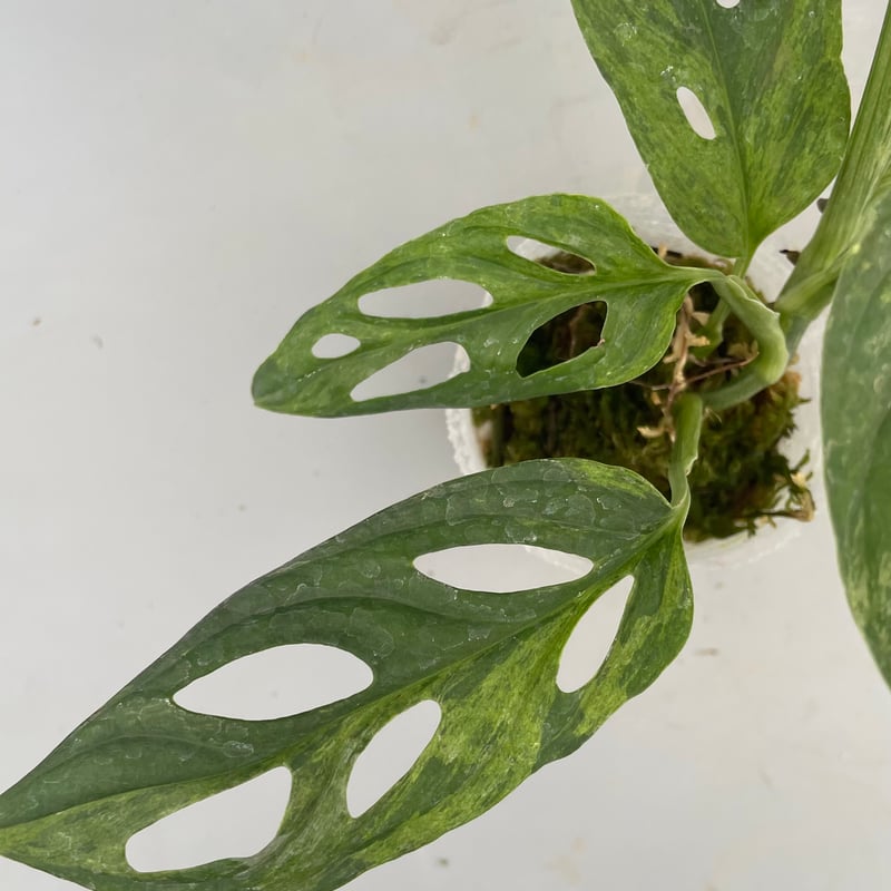 モンステラ アダンソニー バリエガータ ミント 斑入り Monstera
