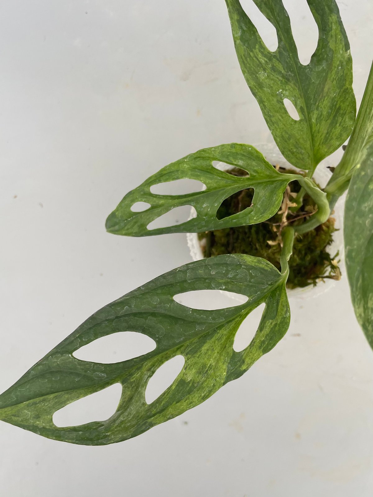 モンステラ アダンソニー バリエガータ ミント 斑入り Monstera