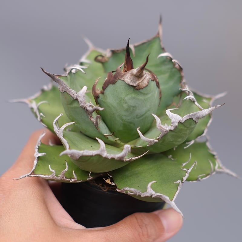 アガベ チタノタ シーザー Agave titanota caesar 183 | Sunny