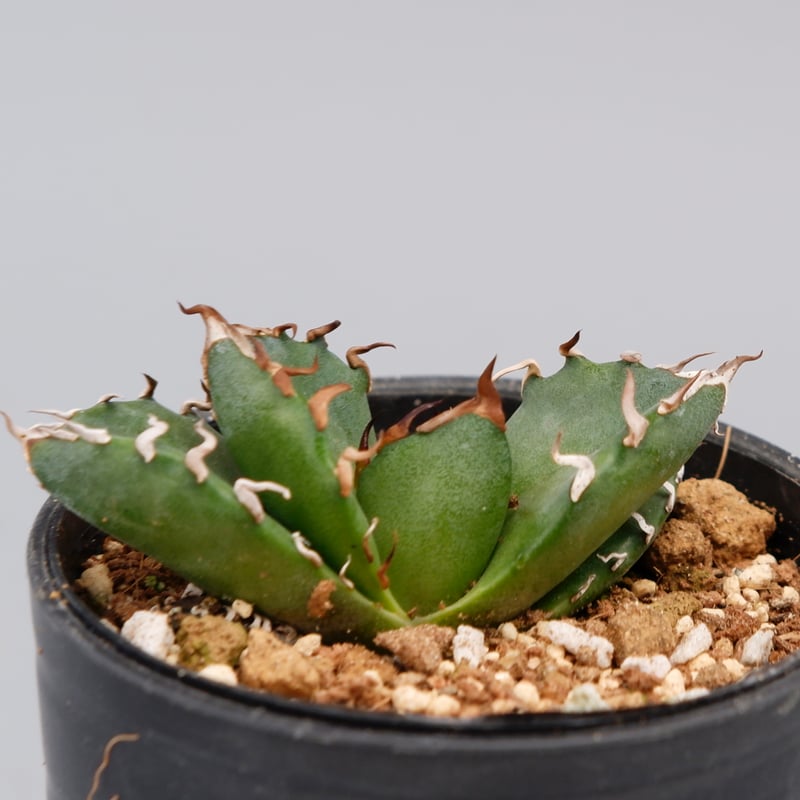 アガベ オテロイ 実生株 Agave oteroi seeding 087 | Sunny