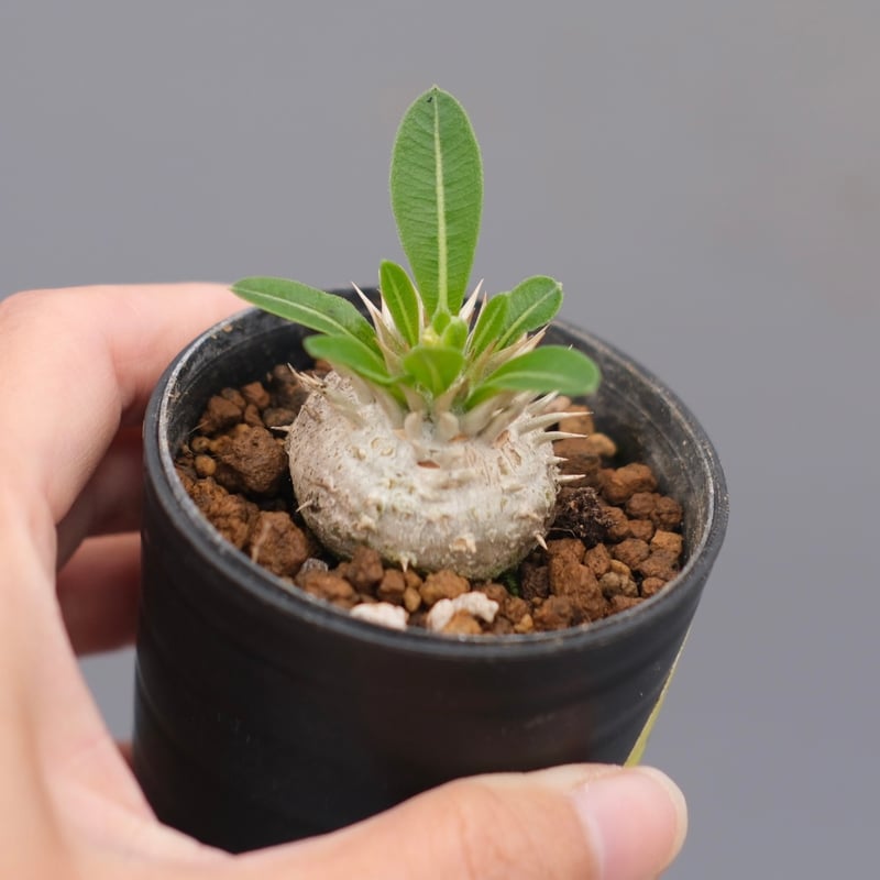 パキポディウム エニグマチカム 実生株 Pachypodium enigmaticum 004