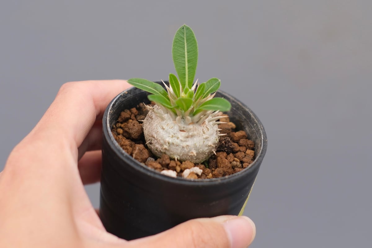 パキポディウム エニグマチカム 実生株 Pachypodium enigmaticum 004