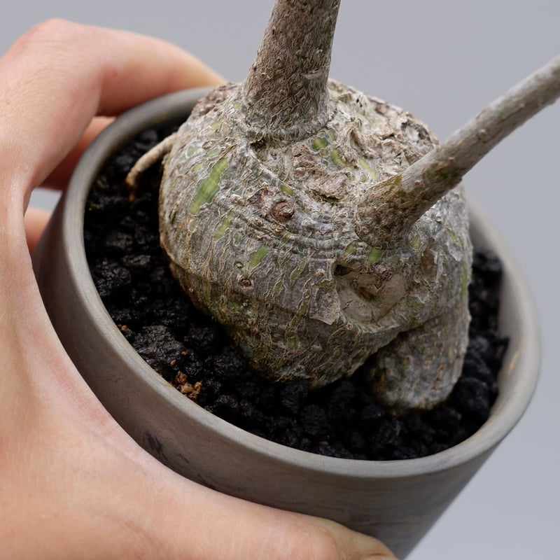 かわいいボンバックス　まんまる仕立て かわいいボンバックス まんまる仕立て かわいいボンバックス まんまる