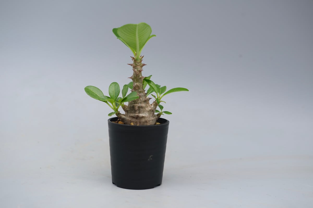 パキポディウム ウィンゾリー 実生株 053 Pachypodium windsorii |