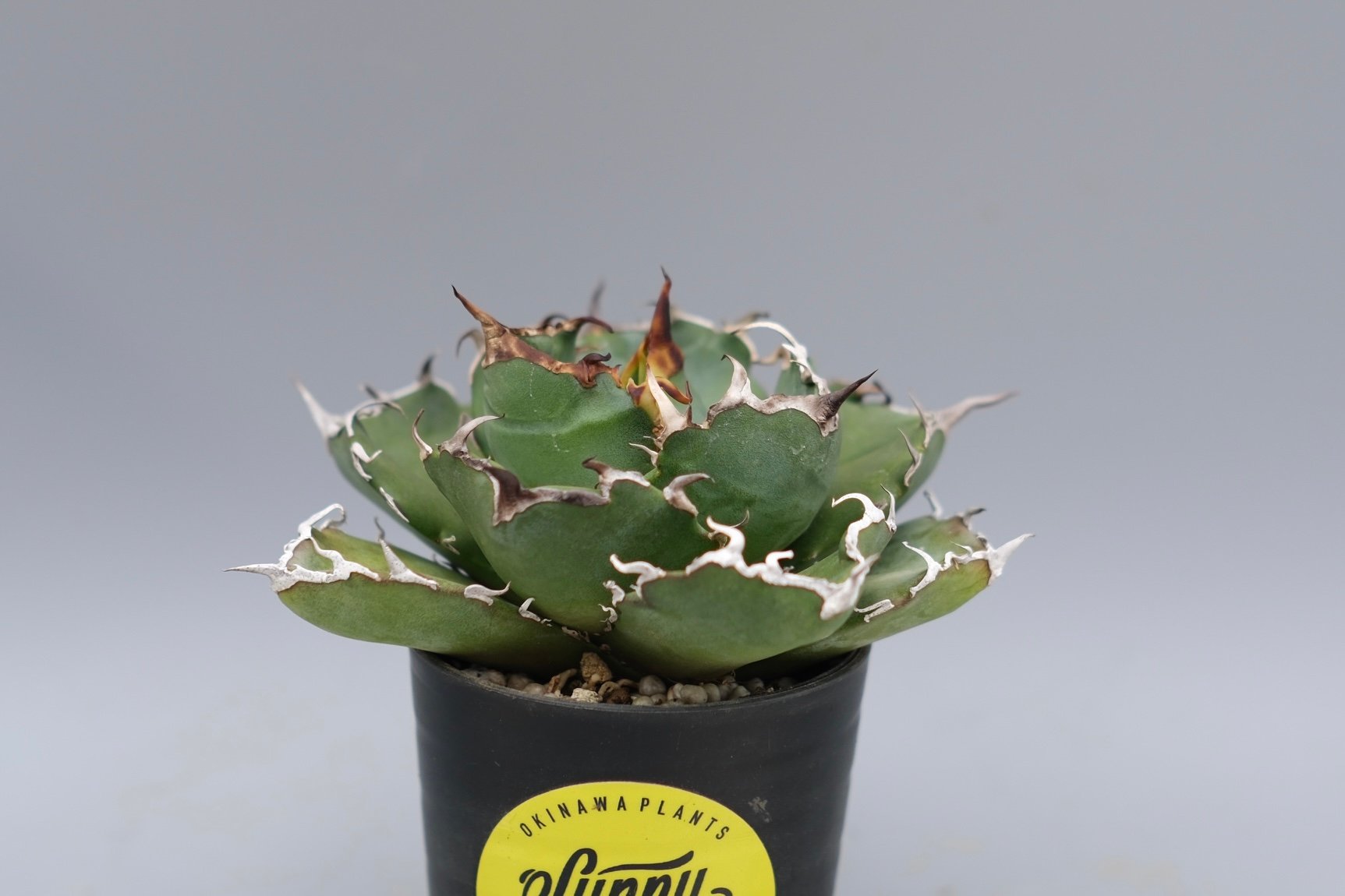 アガベ チタノタ 白鯨 Agave titanota white whale 222 | Su