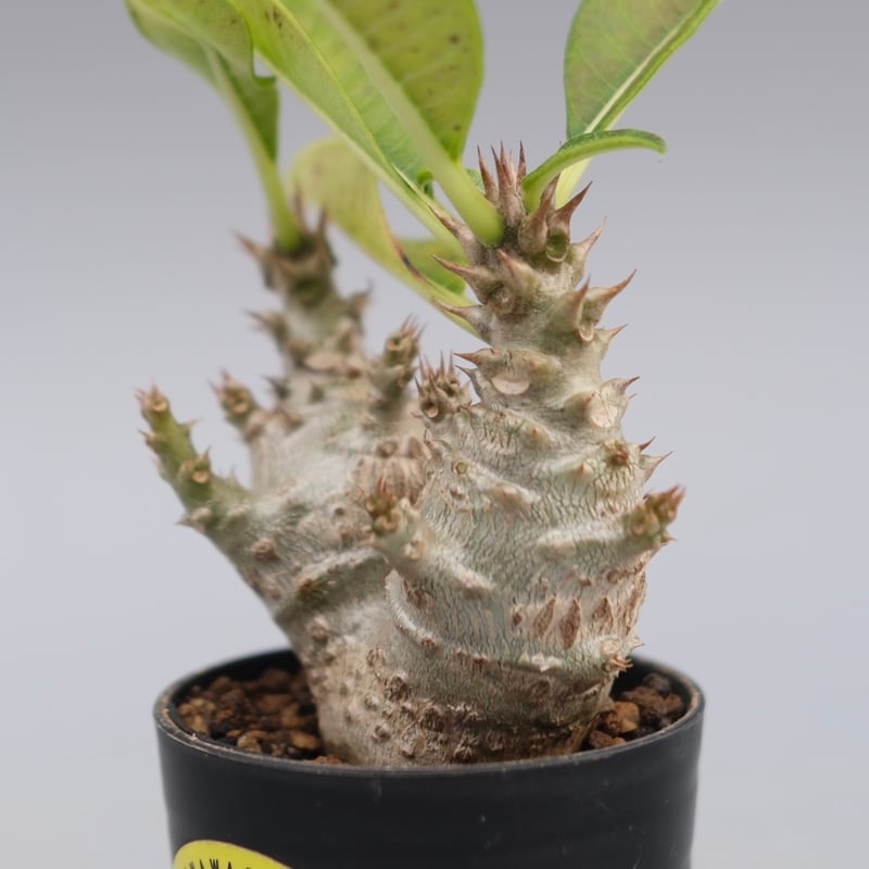 パキポディウム ウィンゾリー 実生株 117 Pachypodium windsorii |