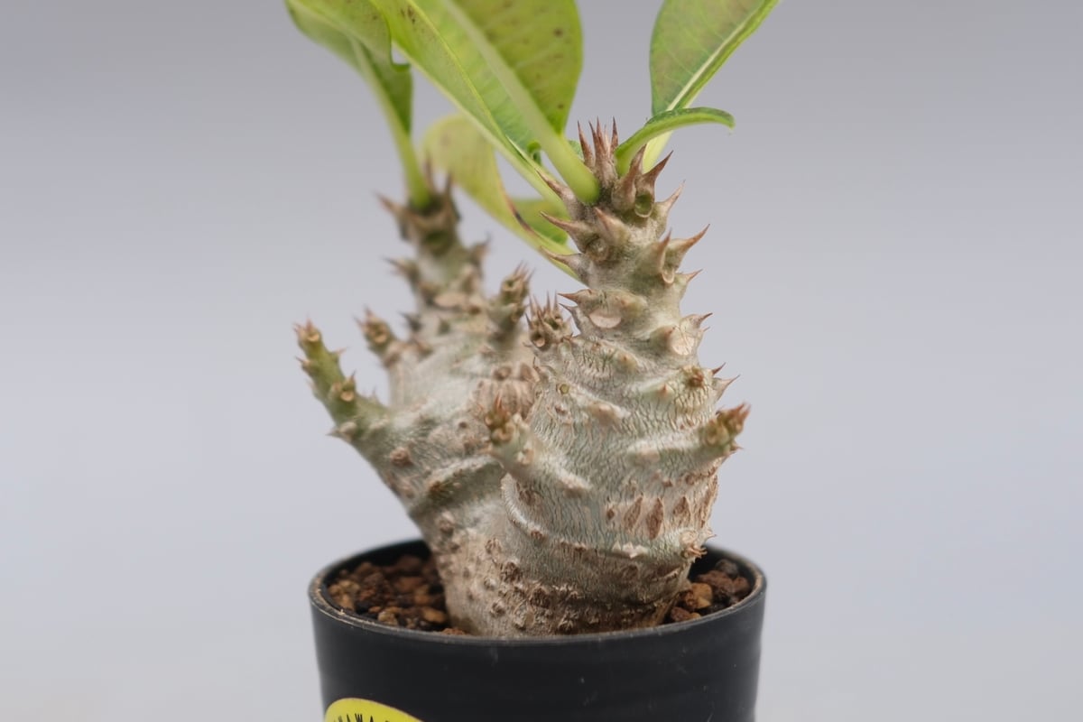 パキポディウム ウィンゾリー 実生株 117 Pachypodium windsorii |