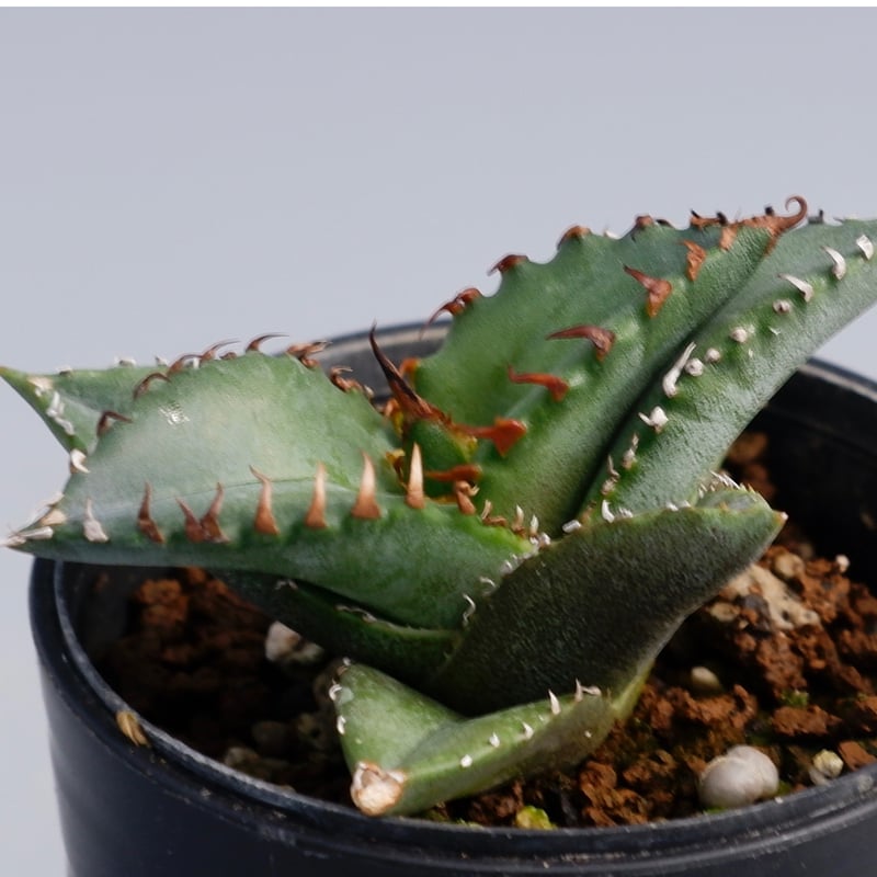アガベ チタノタ 海王 Agave titanota 海王 001 | Sunny Branch