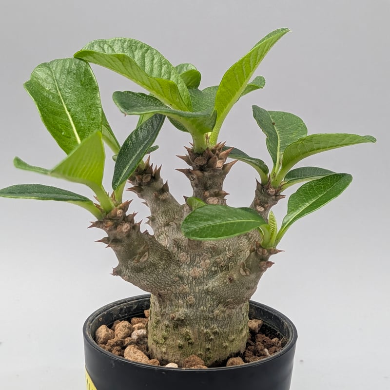 パキポディウム ウィンゾリー 実生株 180 Pachypodium windsorii |
