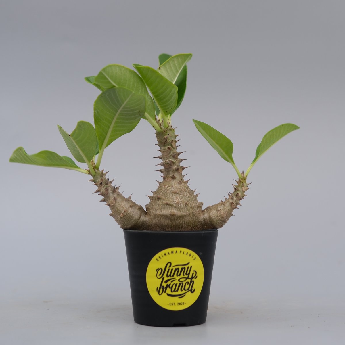 パキポディウム ウィンゾリー 実生株 074 Pachypodium windsorii |