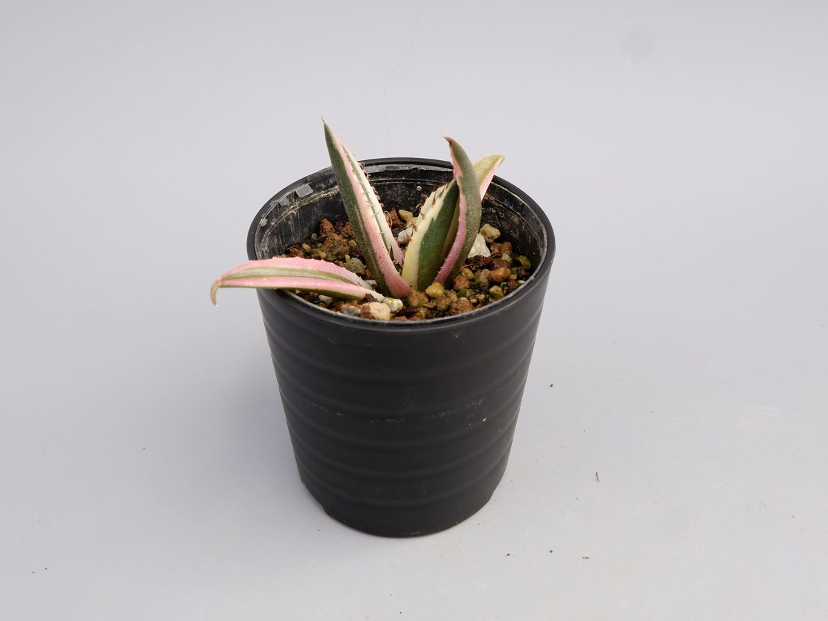 アガベ チタノタ スナグルトゥース Agave titanota Snaggle