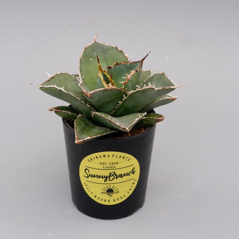 白鯨5 | trigger アガベ チタノタ 白鯨 ⑤