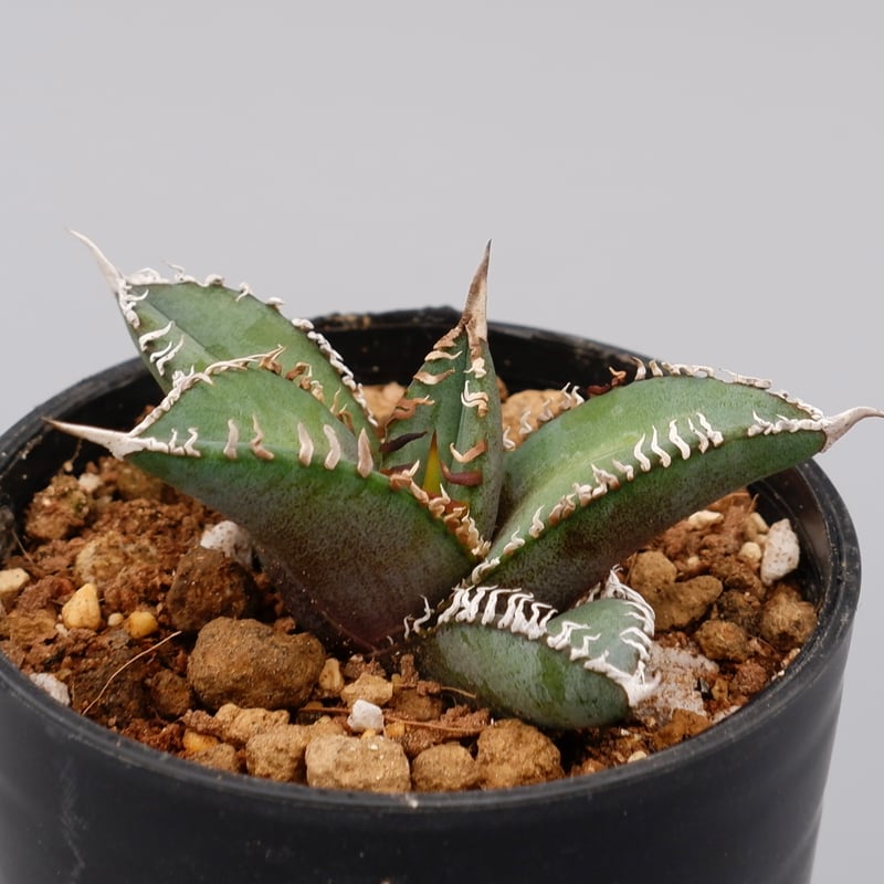 アガベ オテロイ 実生株 Agave oteroi seeding 092 | Sunny