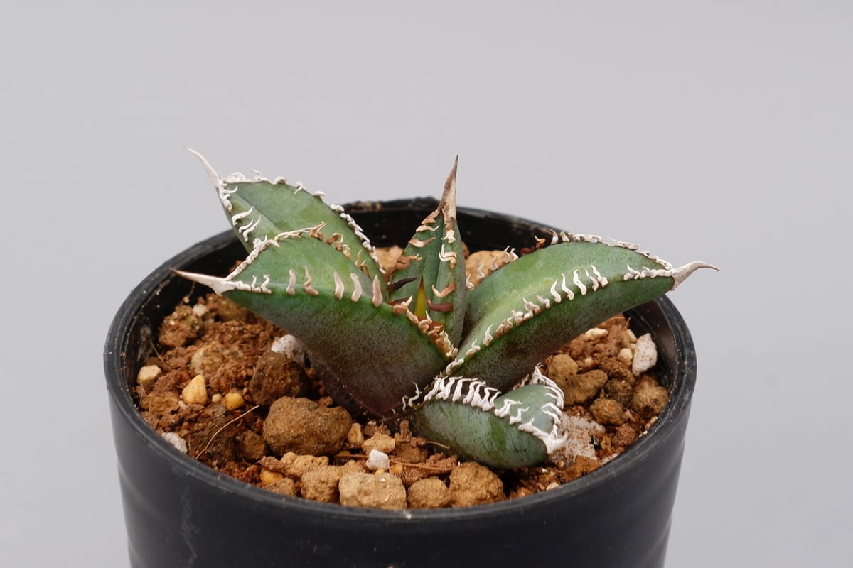 アガベ オテロイ 実生株 Agave oteroi seeding 092 | Sunny