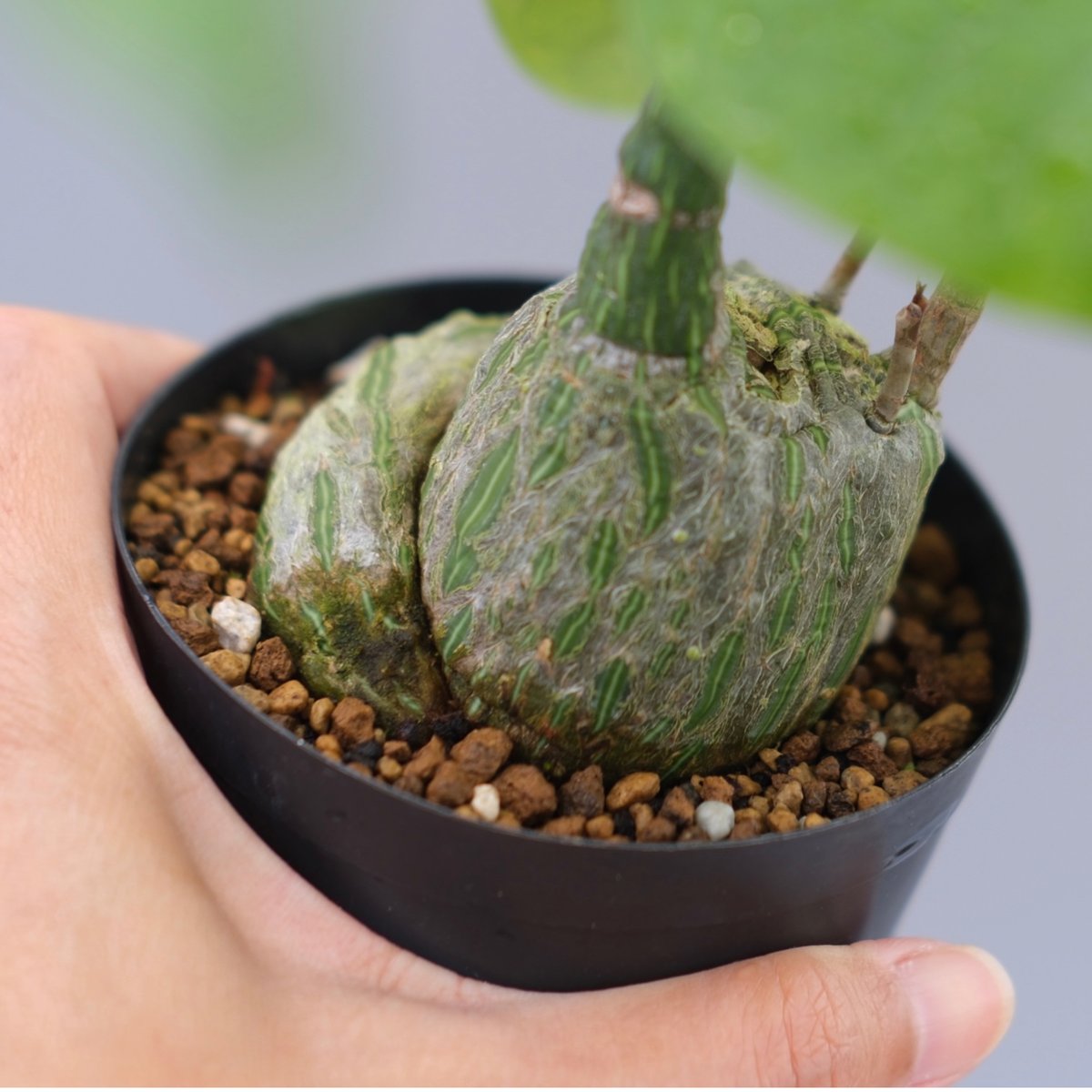 まんまる型 プセウド ボンバックス 051 Pseudobombax ellipticum |