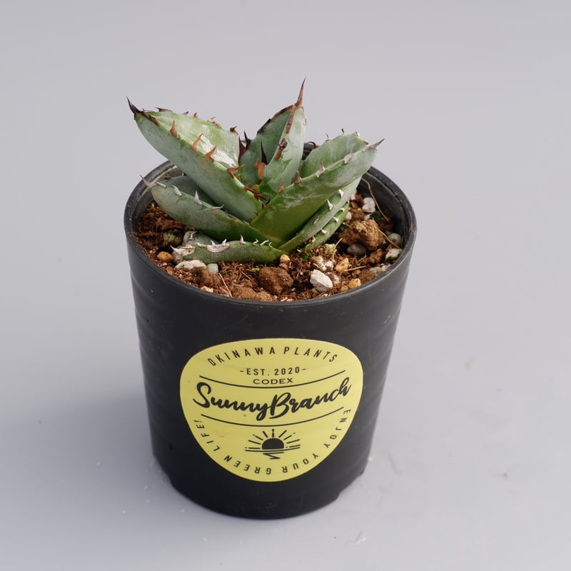 アガベ オテロイ 実生株 Agave oteroi seeding 044 | Sunny
