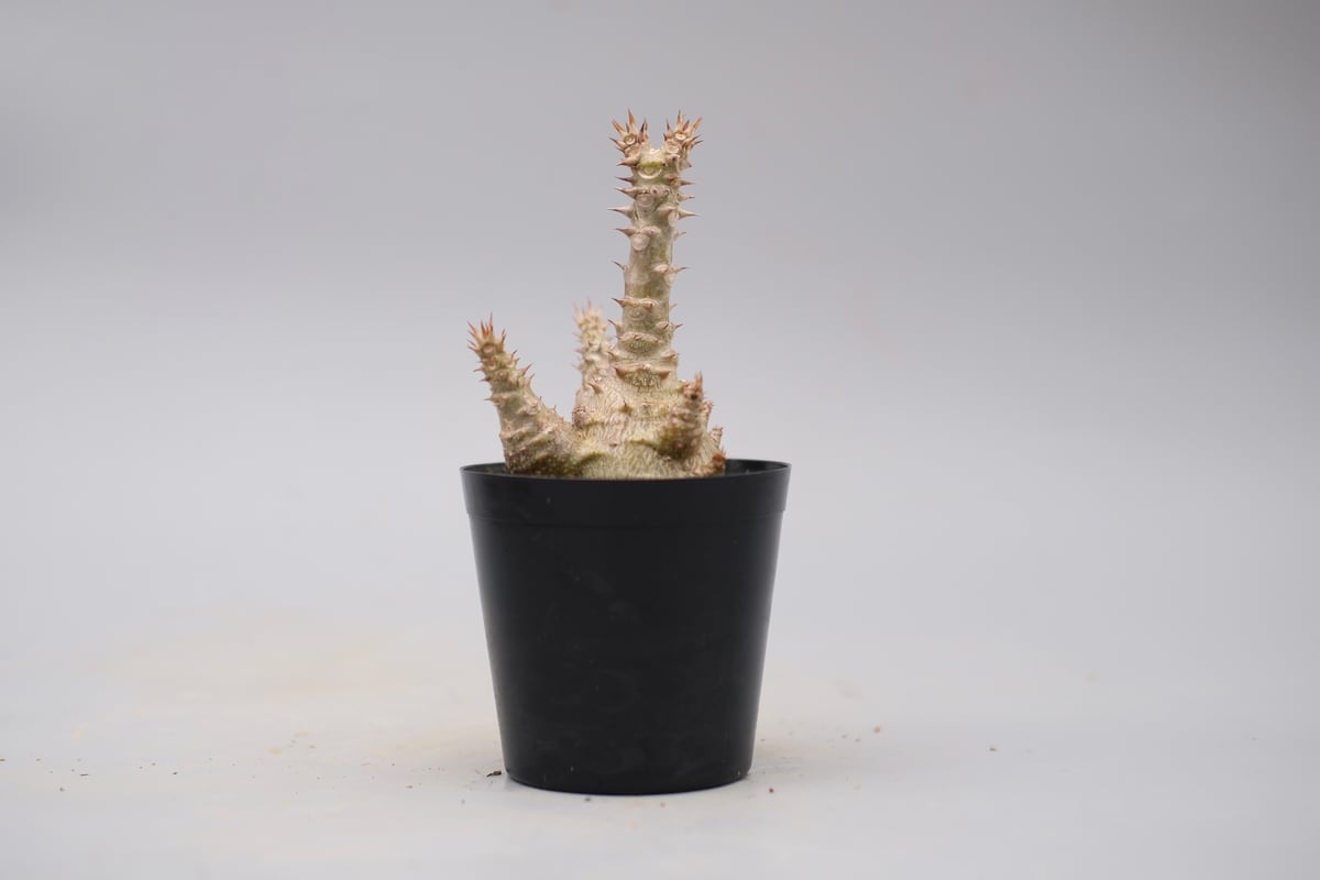 パキポディウム ウィンゾリー 実生株 135 Pachypodium windsorii |