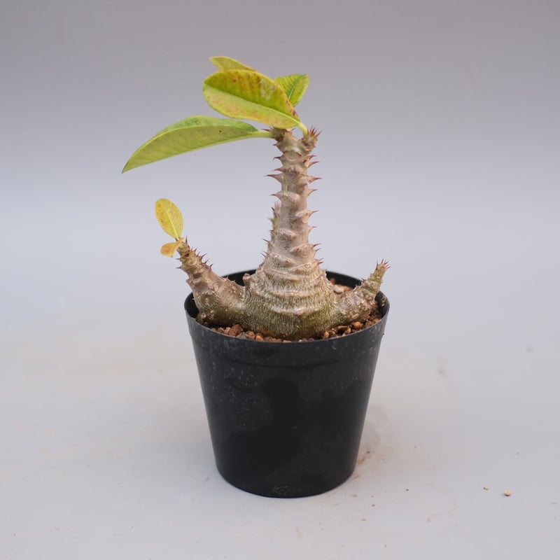 パキポディウム ウィンゾリー 実生株 122 Pachypodium windsorii |