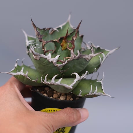 アガベシーザー | STORES