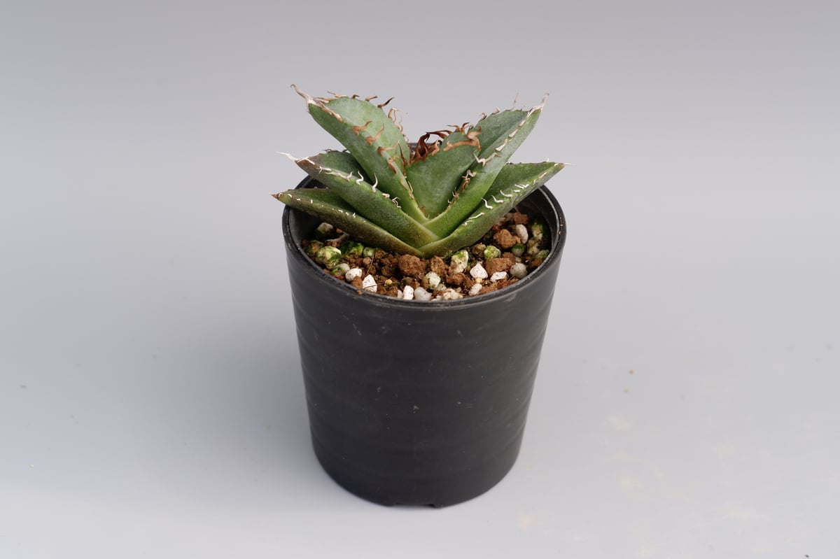 アガベ オテロイ 実生株 Agave oteroi seeding 026 | Sunny