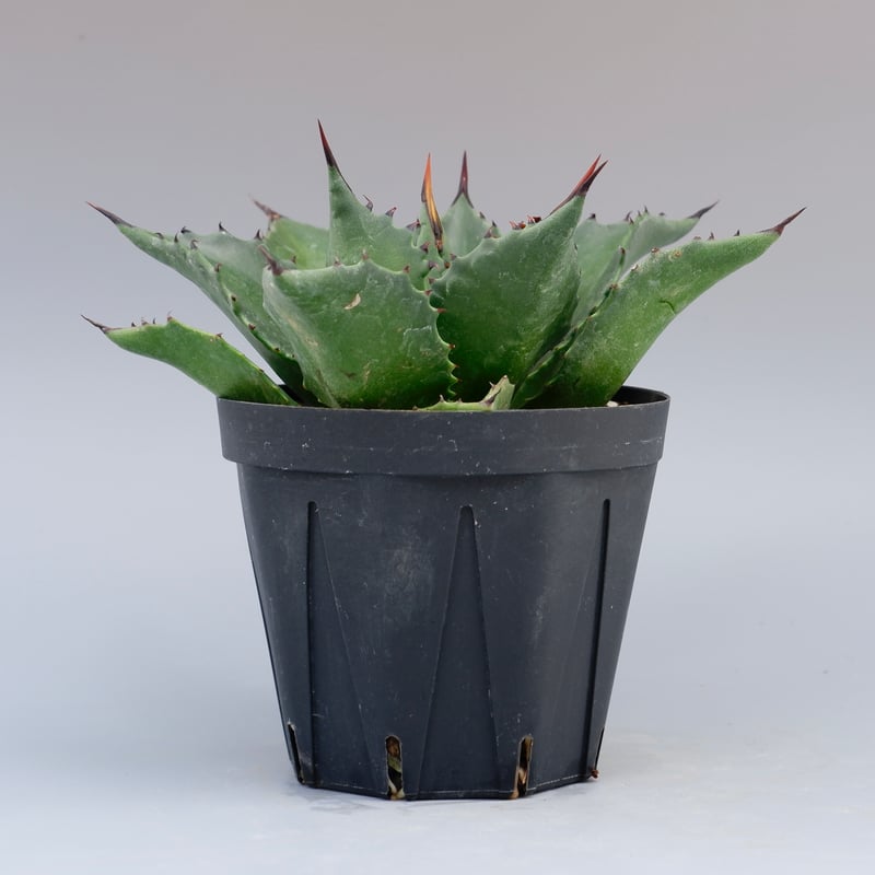 アガベ サロモニー・アガベ マグニフィカ 005 Agave salomonii Agave