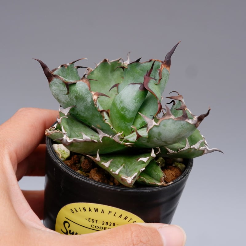 アガベ チタノタ ブラックアンドブルー Agave titanota BB 094 | Sun