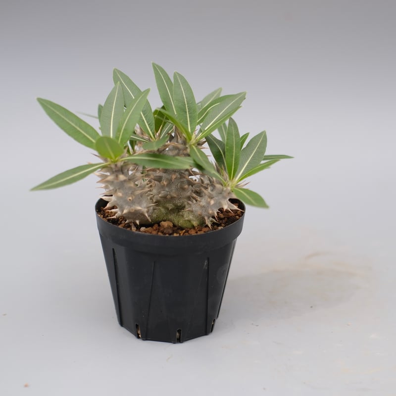 パキポディウム　ロスラーツム パキポディウム ロスラーツム | PROTOLEAF プロトリーフ