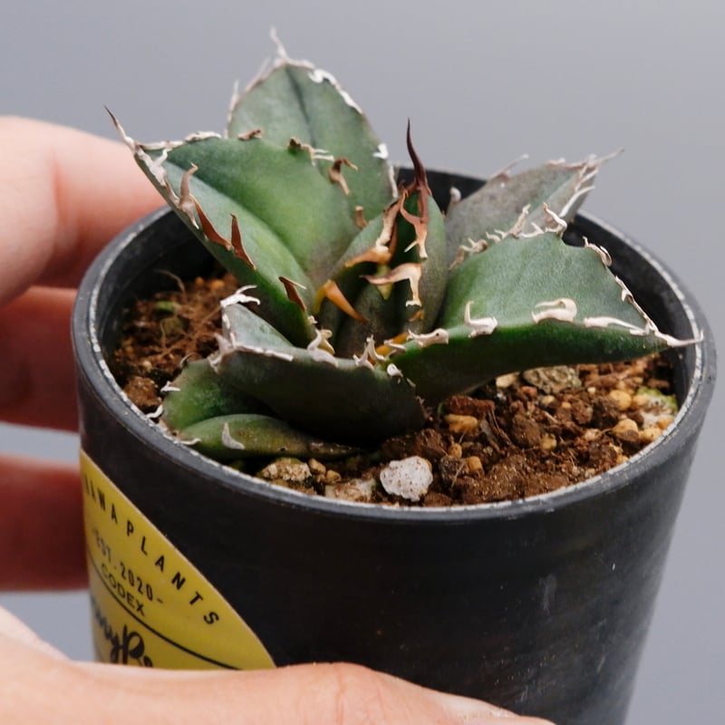 アガベ チタノタ 白鯨 Agave titanota white whale 118 | Su