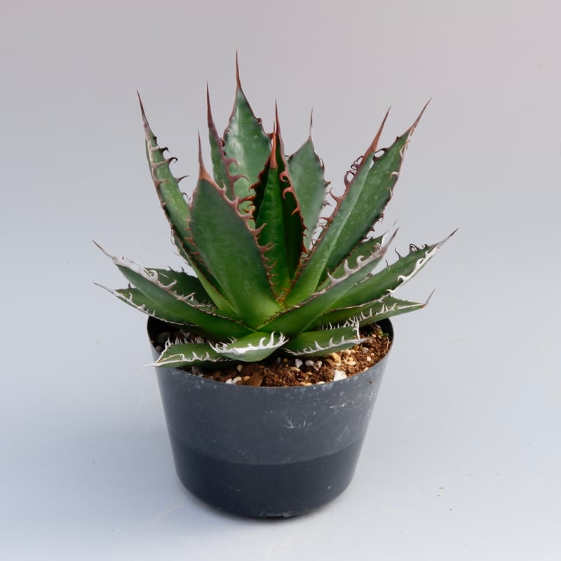 アガベ ホリダ 033 Agave horrida 強棘 | Sunny Branch