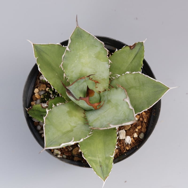 アガベ オテロイ 実生株 Agave oteroi seeding 042 | Sunny アガベ オテロイ 実生株 Agave oteroi seeding 042 | Sunny