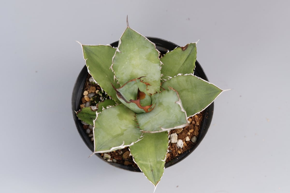 アガベ オテロイ 実生株 Agave oteroi seeding 042 | Sunny