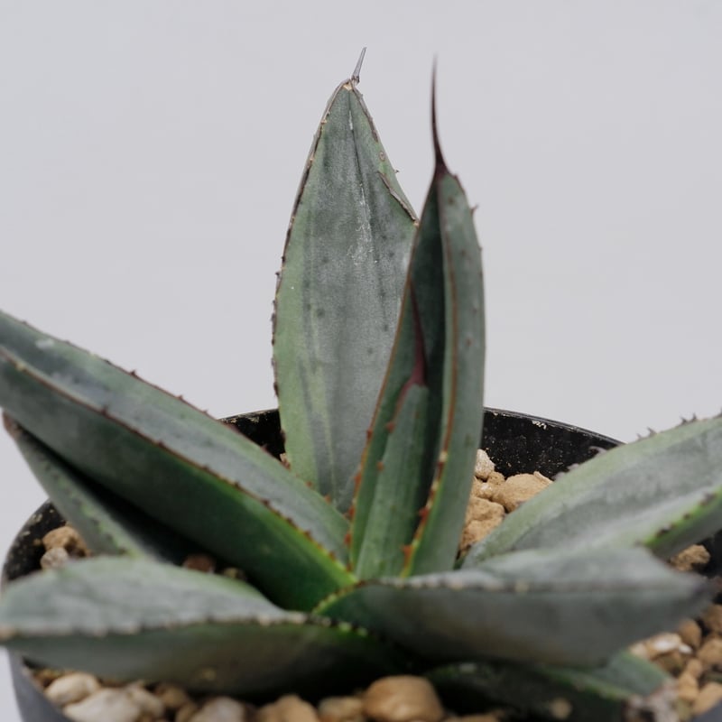 アガベ シャークバイト003 Agave Sharkbite | Sunny Branch アガベ シャークバイト003 Agave Sharkbite | Sunny Branch