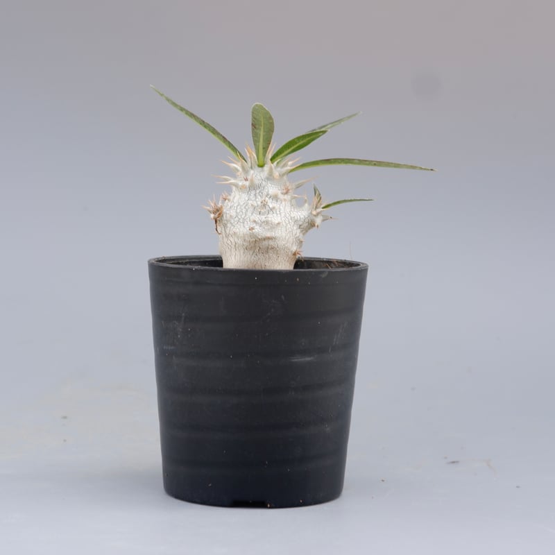 パキポディウム ホロンベンセ 実生株 002 Pachypodium