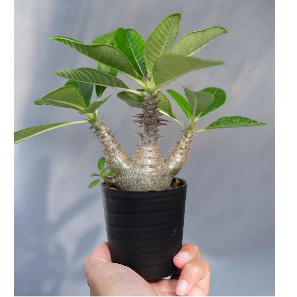 パキポディウム ウィンゾリー 実生株 069 Pachypodium windsorii |