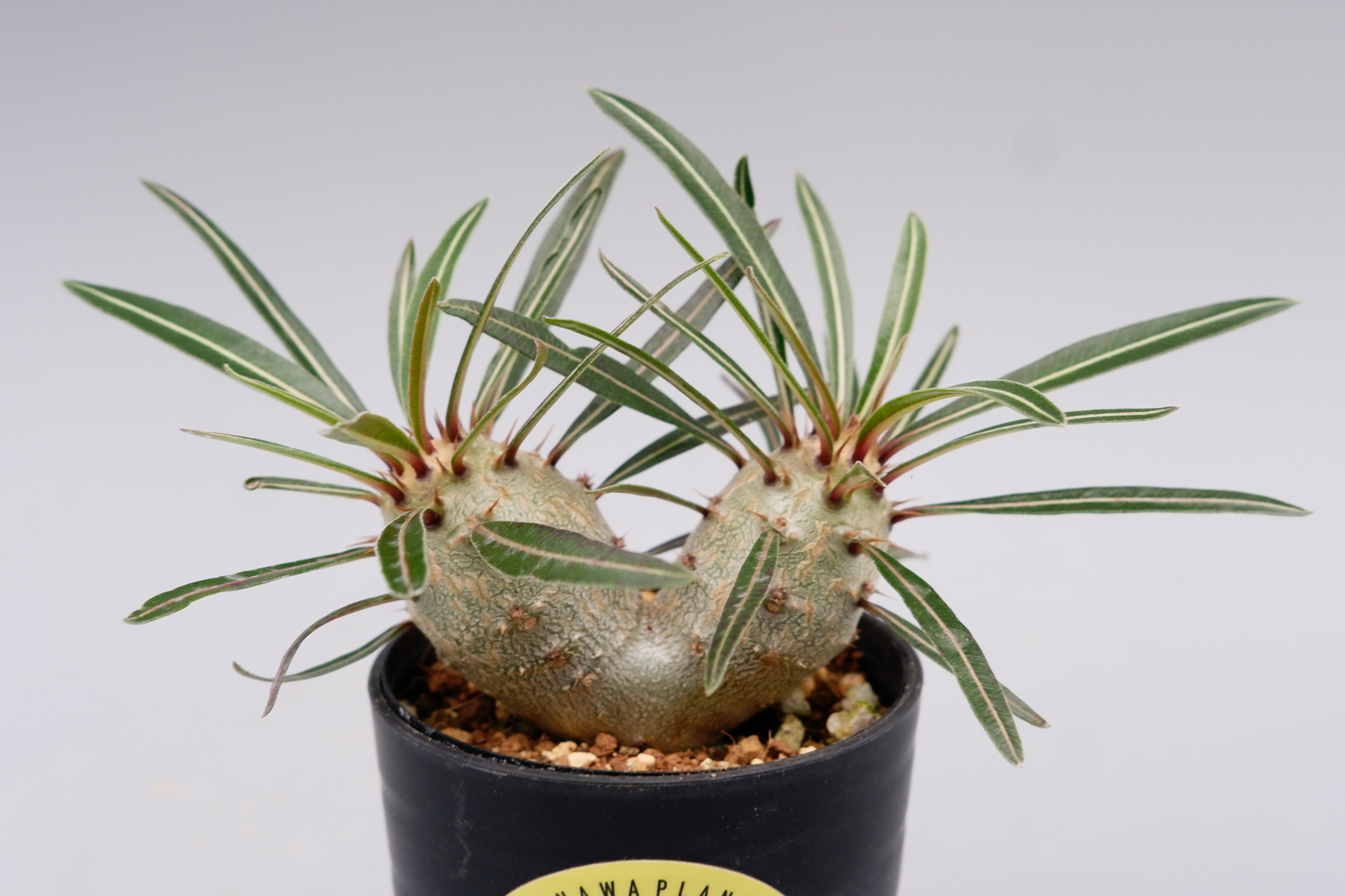 パキポディウム カクチペス 実生 双頭株 007 Pachypodium cactipes |