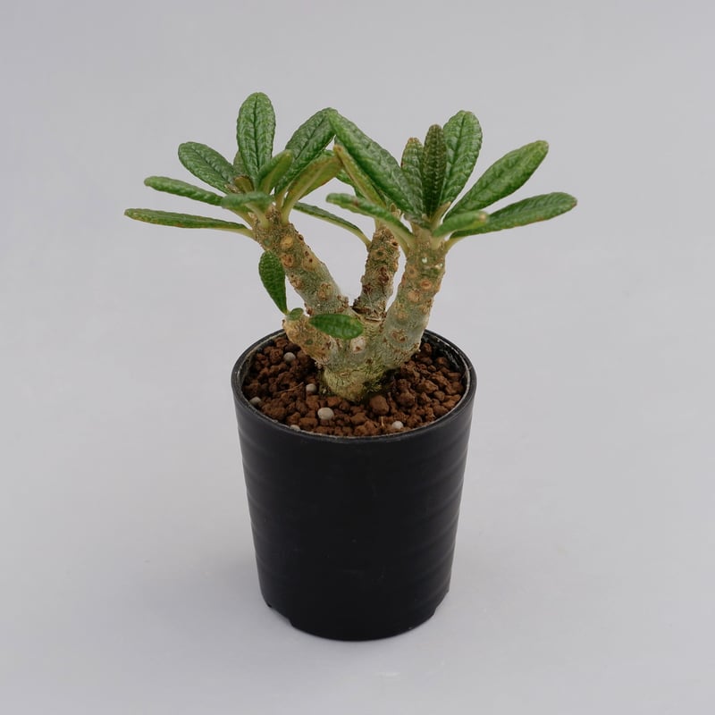 ドルステニア ギガス010 Dorstenia gigas | Sunny Branch