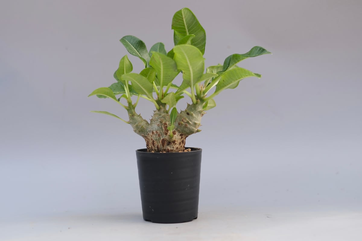 パキポディウム ウィンゾリー 実生株 091 Pachypodium windsorii |