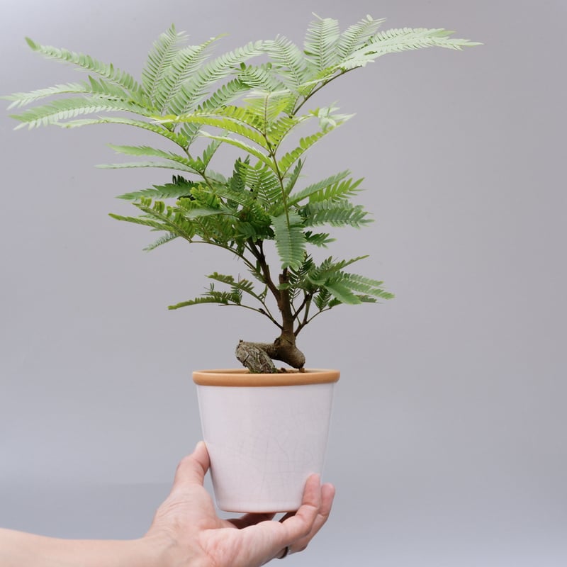 エバーフレッシュ 手乗りサイズ013 | Sunny Branch