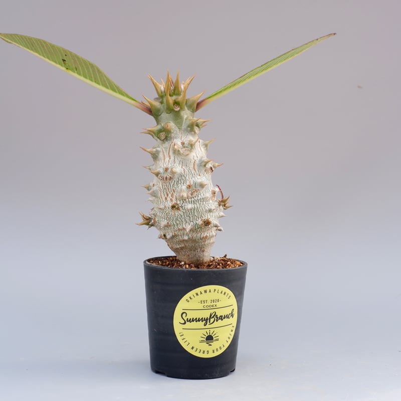 パキポディウム バロニー実生株020 Pachypodium baronii 脇芽あり | S