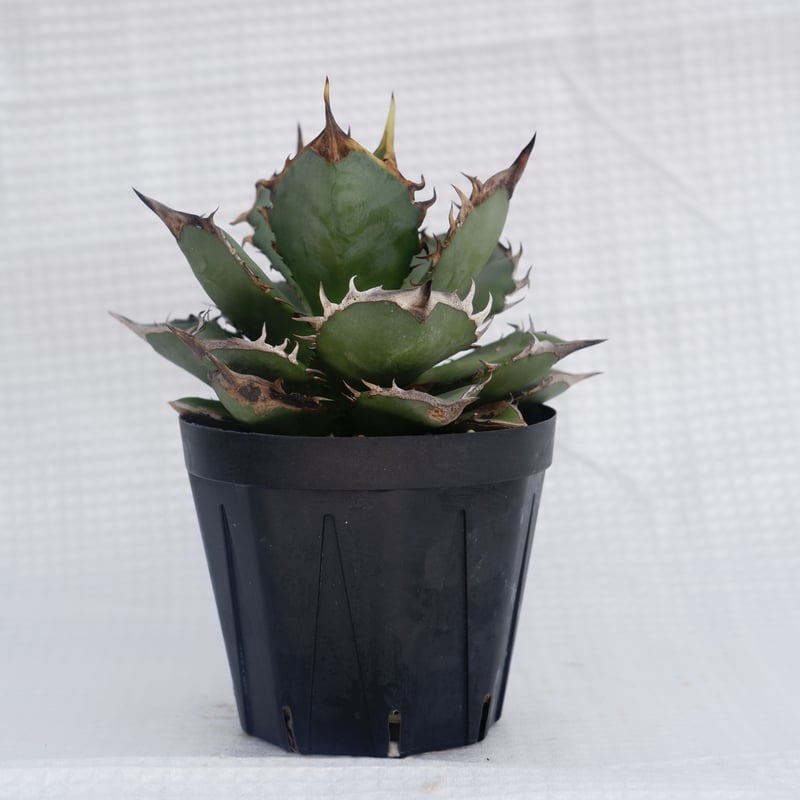 特価 agave titanota Neptune アガベ チタノタ 🌴 ・ Neptune👺 ・ #アガベ #アガベチタノタ #チタノタ #agave