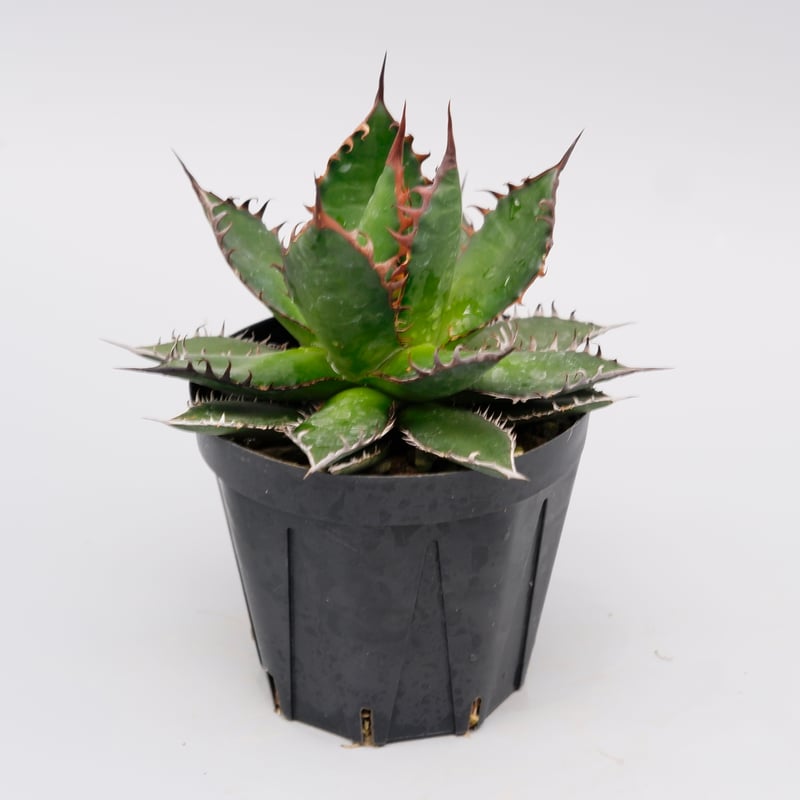 アガベ ホリダ 040 Agave horrida 強棘 | Sunny Branch
