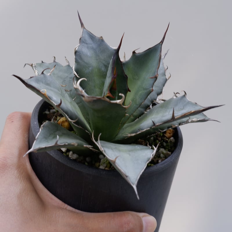 アガベ チタノタ オアハカオテロイ 002 Agave titanota oteroi 【 o