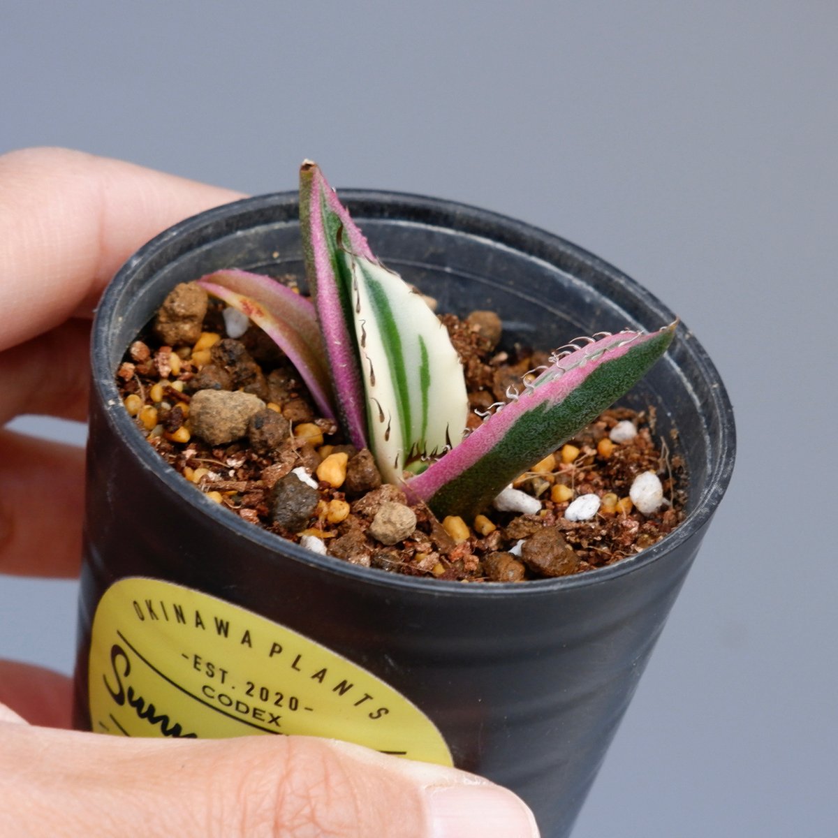 アガベ　チタノタ　スナグルトゥース　agave アガベ チタノタ スナグルトゥース / Agave titanota 'Snaggle