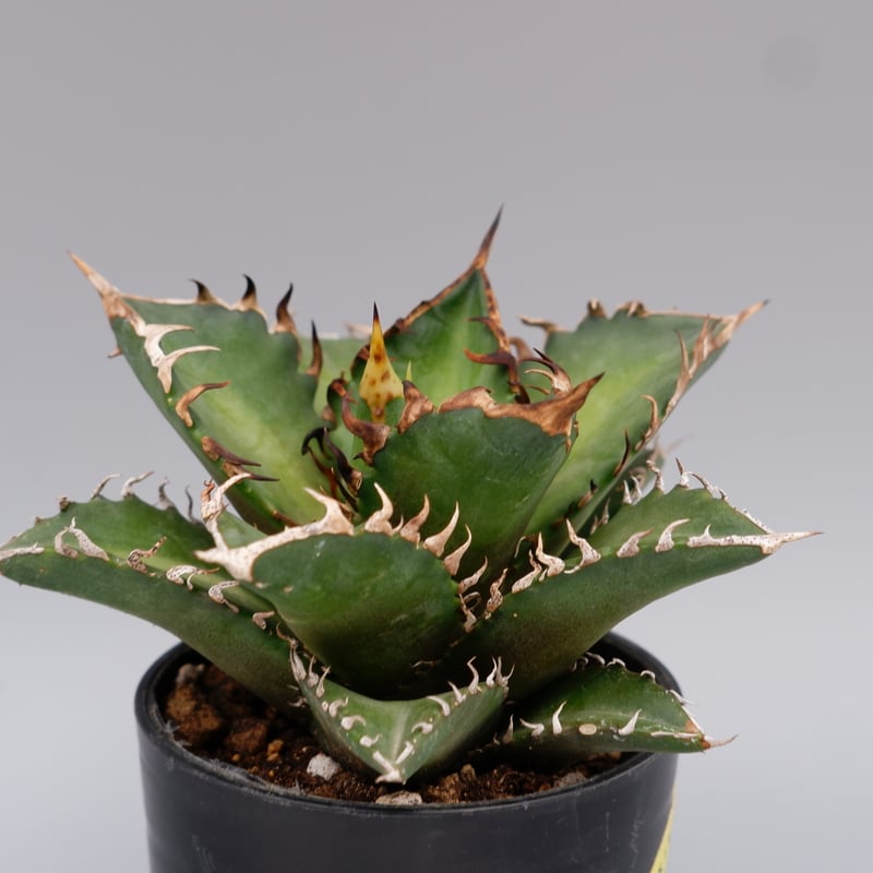 アガベ チタノタ レッドキャットウィーズル Agave titanota Red Catwee