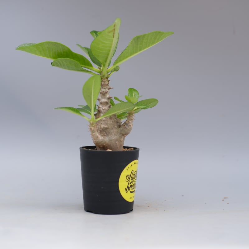 パキポディウム ウィンゾリー 実生株 058 Pachypodium windsorii |