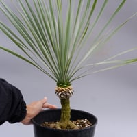 ユッカ ロストラータ 実生株 Yucca Rostrata 006 | Sunny Branch