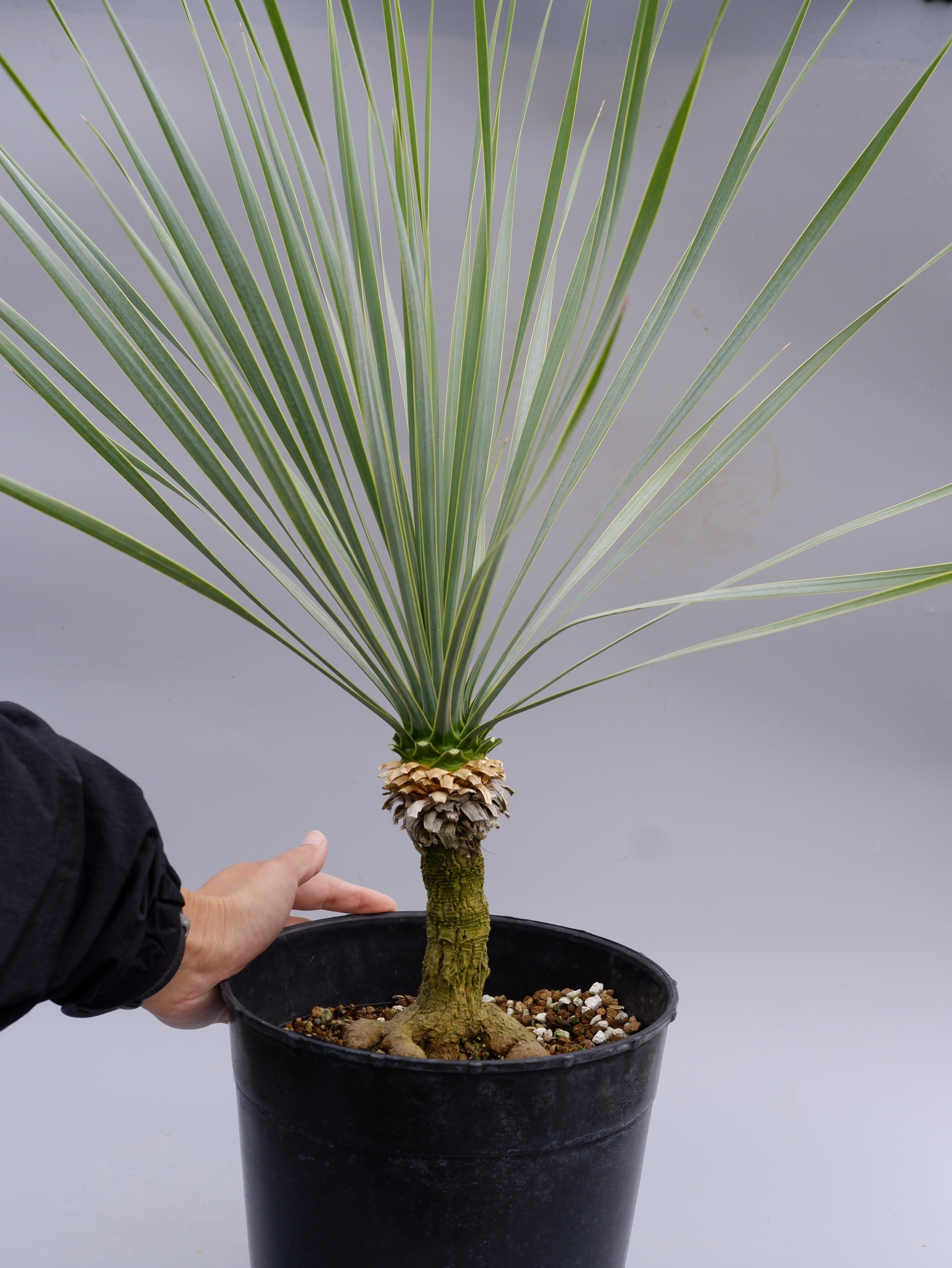 ユッカ ロストラータ 実生株 Yucca Rostrata 005 | Sunny Branch