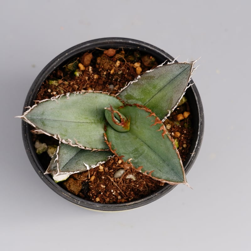 アガベ オテロイ 実生株 Agave oteroi seeding 052 | Sunny