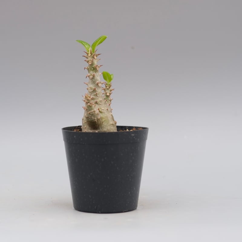パキポディウム ウィンゾリー 実生株 028 Pachypodium windsorii