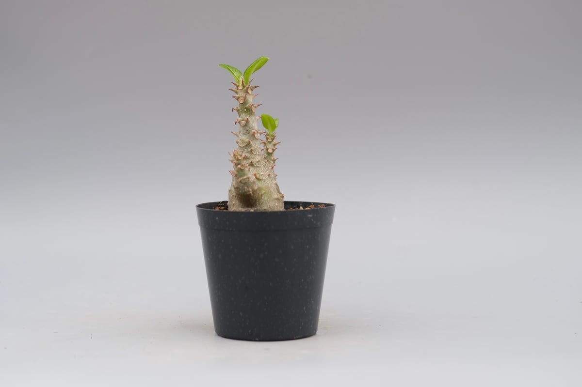 パキポディウム ウィンゾリー 実生株 028 Pachypodium windsorii